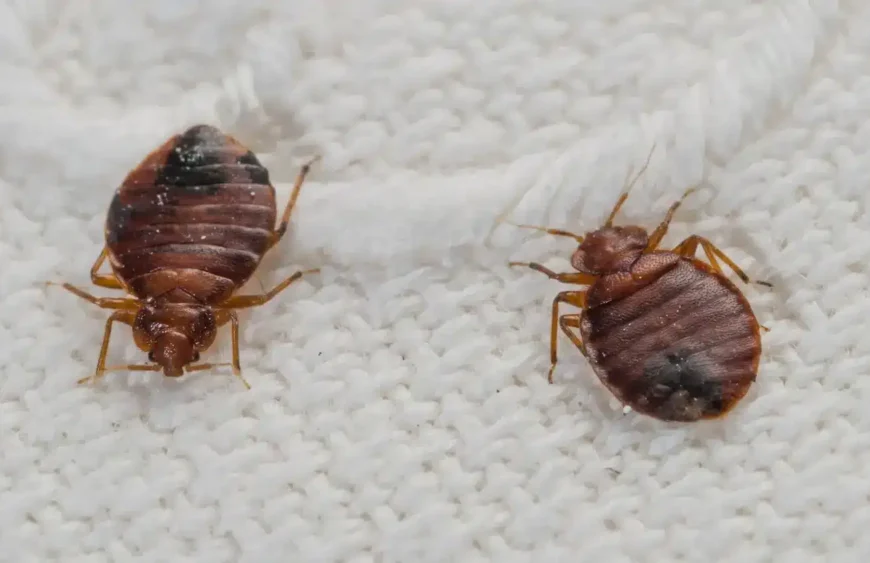 how do i get rid of bed bugs
