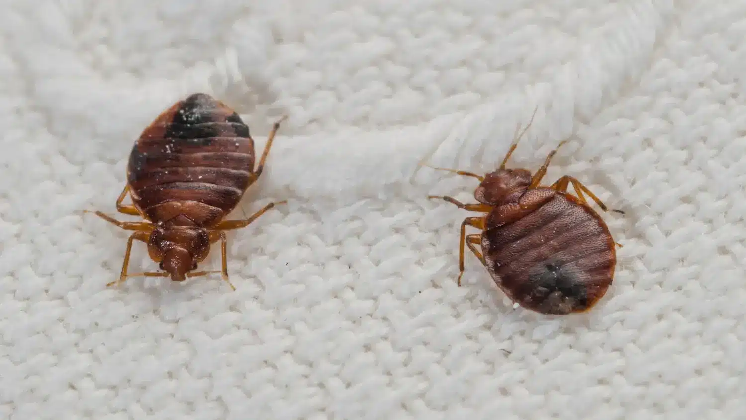 how do i get rid of bed bugs